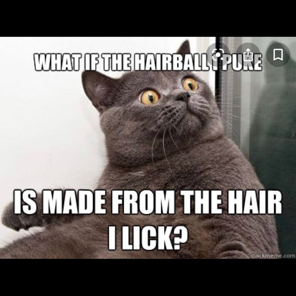 Meet your Posher, Jenae